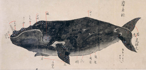 六鯨図（セミクジラ）