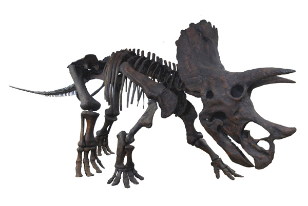 トリケラトプス（骨格標本）