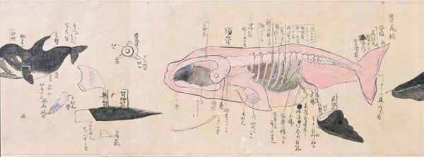 セミクジラ（解体図）