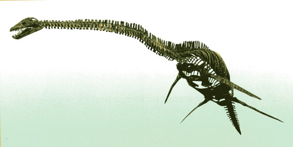 恐竜 化石 骨格 標本 モササウルス 特大歯