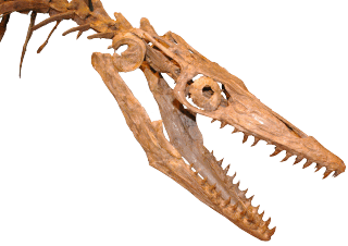 三重県総合博物館 モササウルス