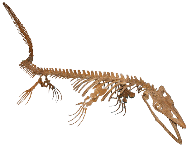 三重県総合博物館 モササウルス
