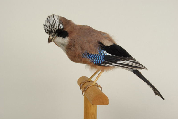 カケス（Garrulus glandarius）