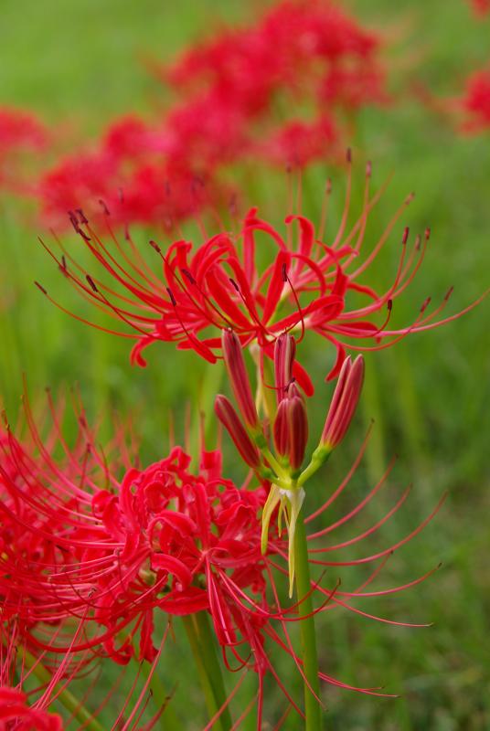 (中央)つぼみ、(奥)開花初期、(左下)開花晩期(平成21年撮影)