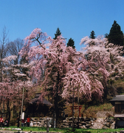 開花の様子