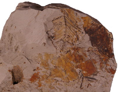 メタセコイア（化石）