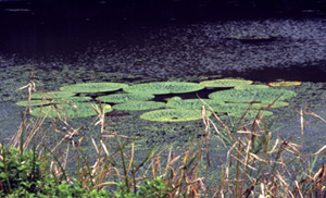 オニバスの自生地