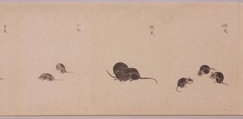 ハツカ鼠 鉄鼠 小鼠