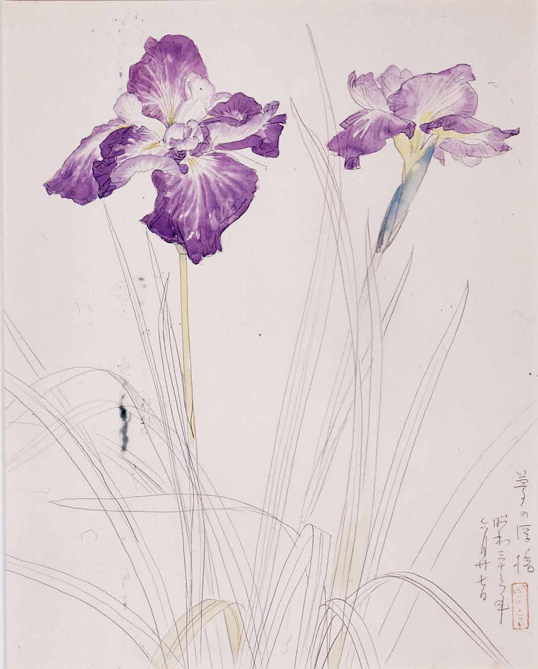 花菖蒲　1958年