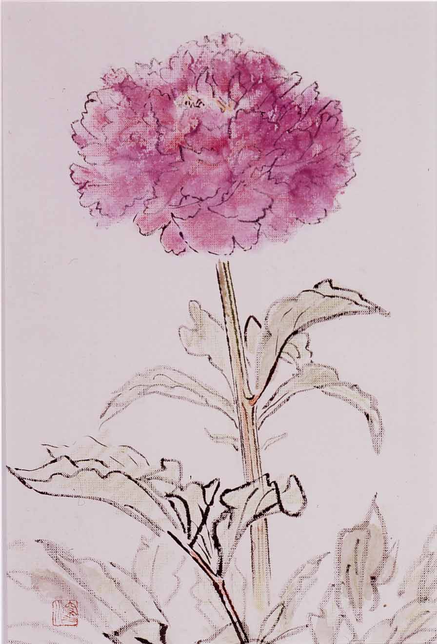 牡丹