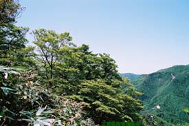 鎌ヶ岳ブナ原生林の写真