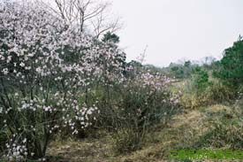 田光シデコブシ植物群落のシデコブシの花の様子