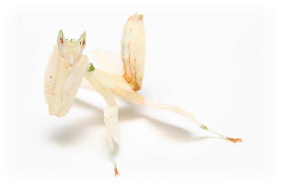 ハナカマキリ