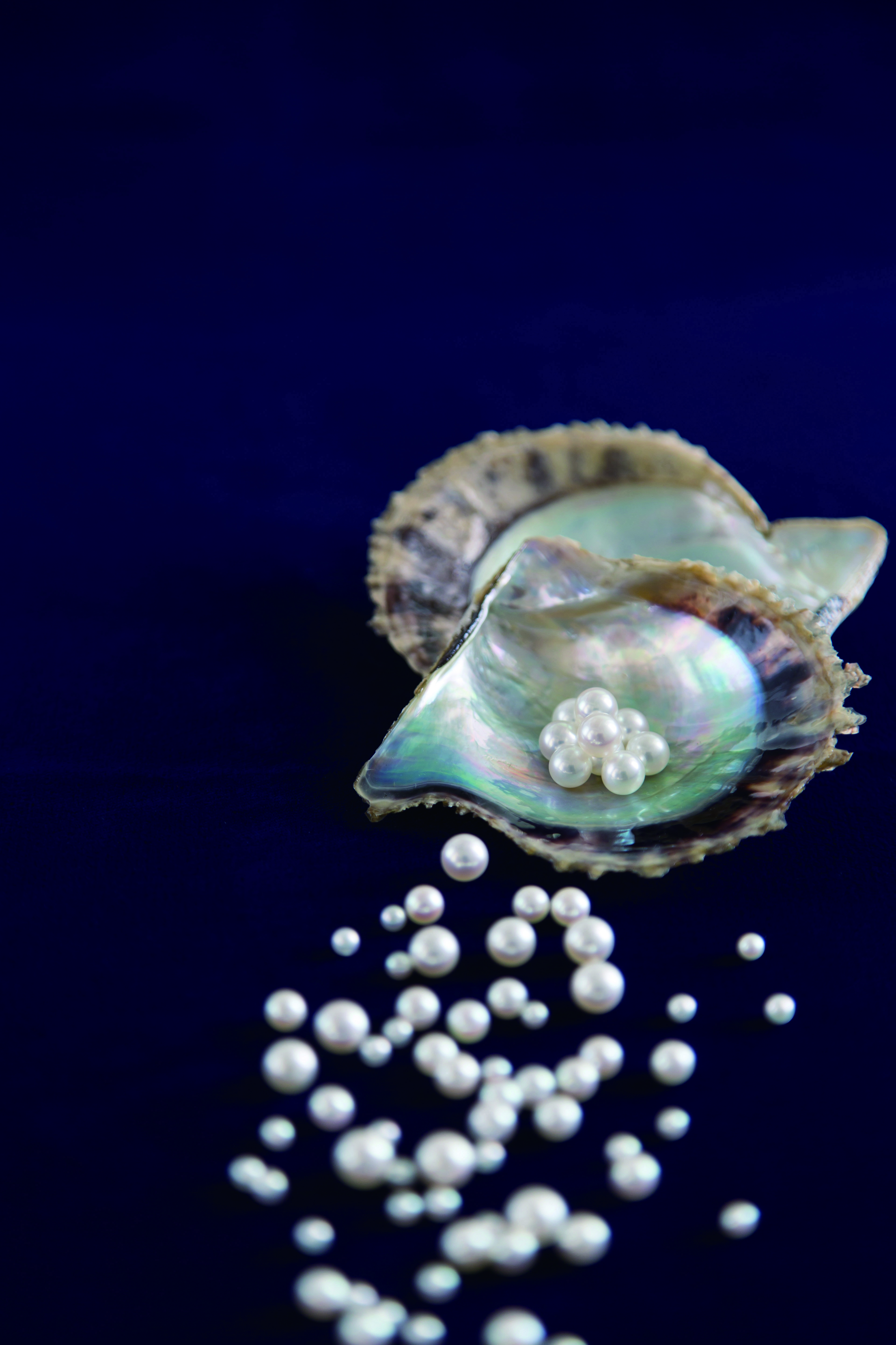 アコヤ貝と真珠