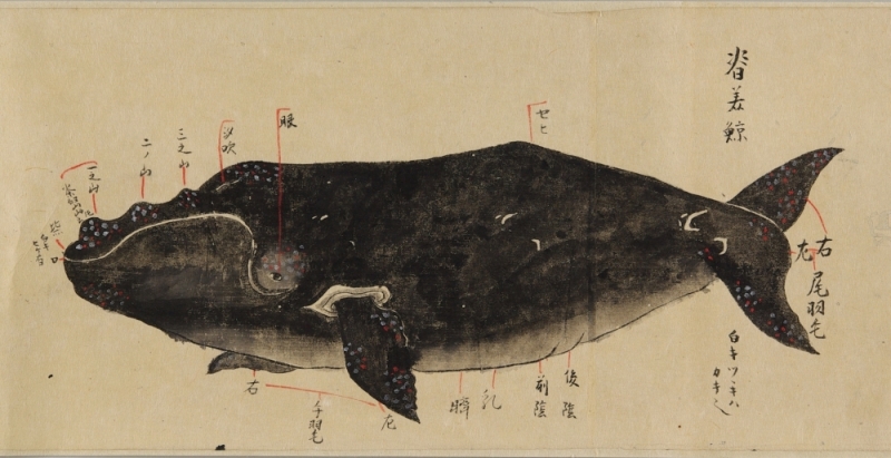 三重県総合博物館 トピック展 クジラはいるか