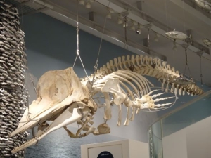 マッコウクジラの全身骨格標本
