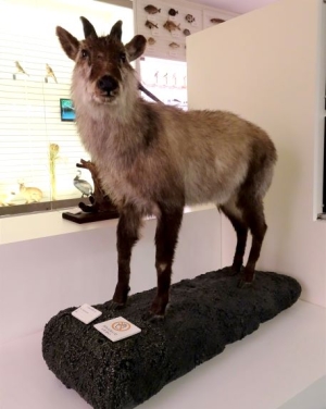 カモシカの剥製