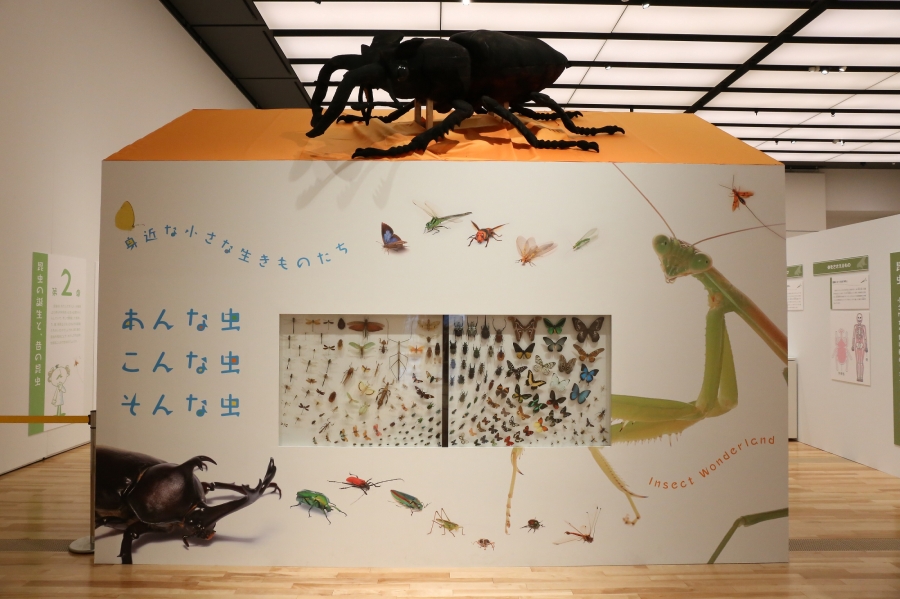 第7回企画展 あんな虫、こんな虫、そんな虫~身近な小さな生きものたち~会場風景