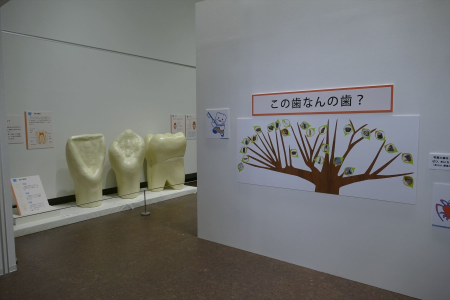 交流展示　“生きる”の入り口～歯の博物館会場風景