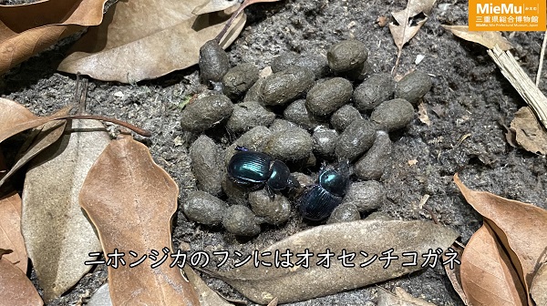 大島学芸員「場所によって森は変わる（昆虫編）」