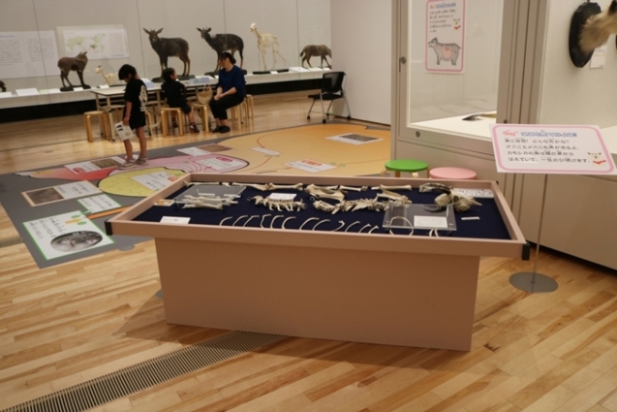 第15回企画展 カモシカ☆パラダイス会場風景