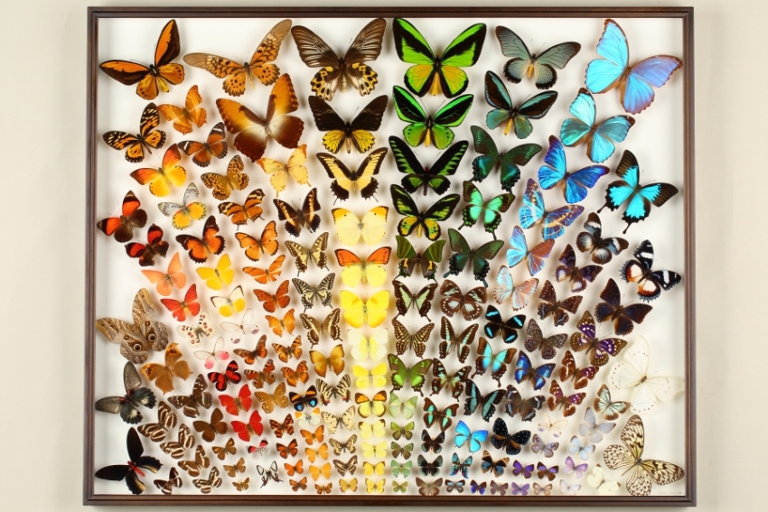 チョウの色と形の多様性