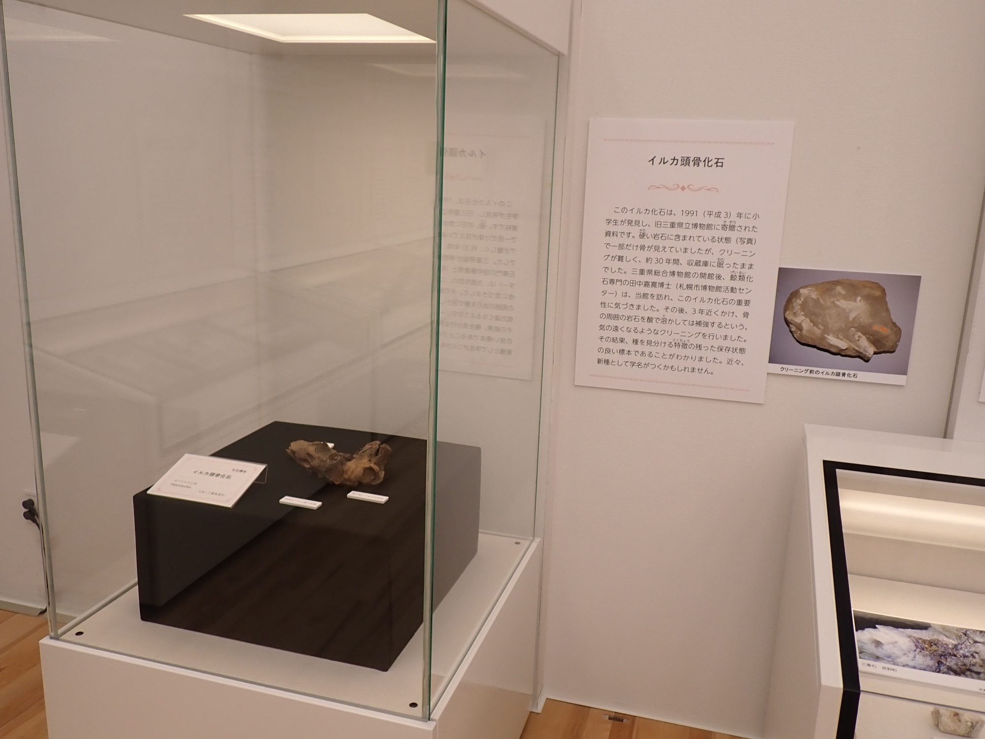 図3.企画展「標本 あつめる・のこす・しらべる・つたえる」の展示状況