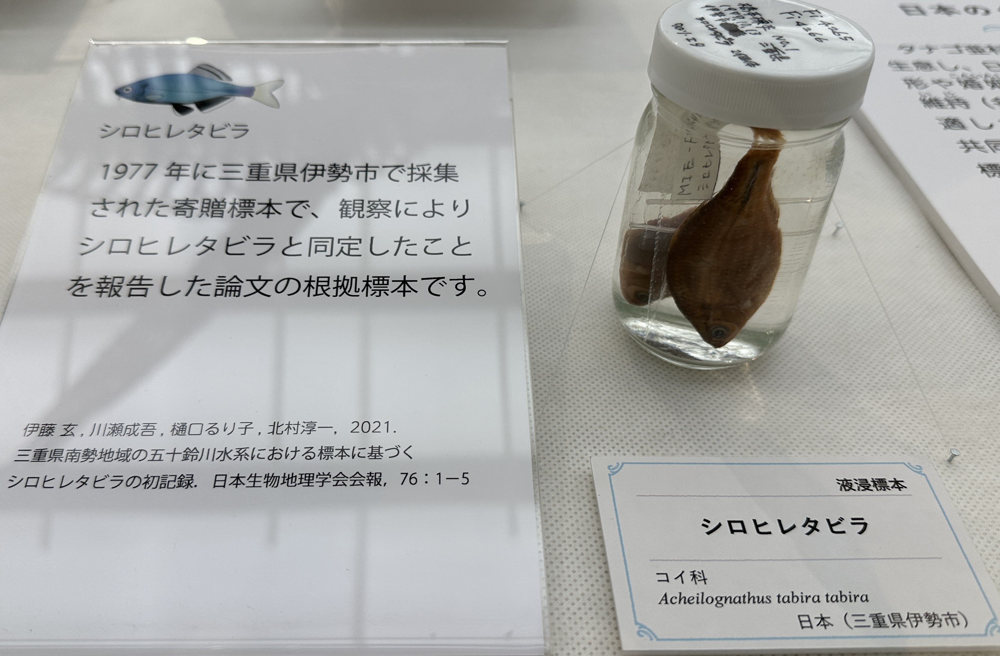 写真3 企画展で展示中の標本