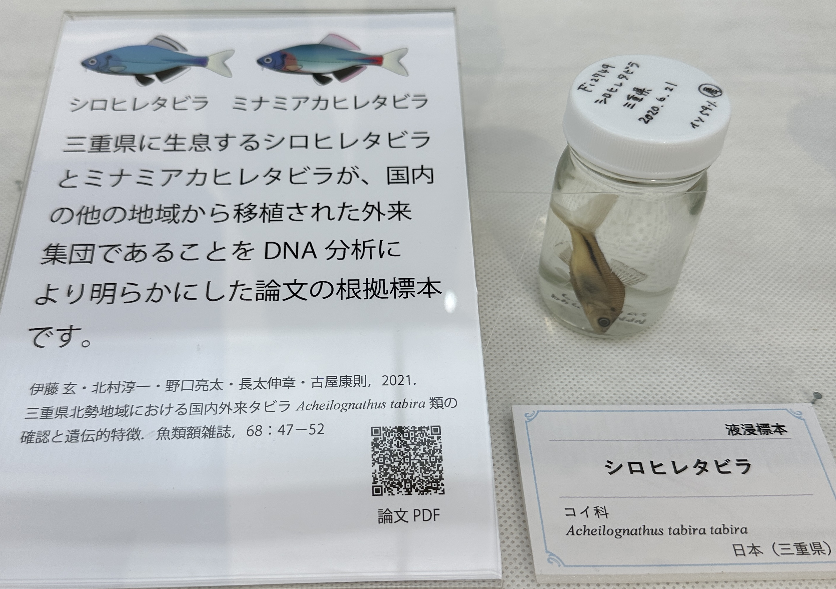 写真4 企画展で展示中の標本