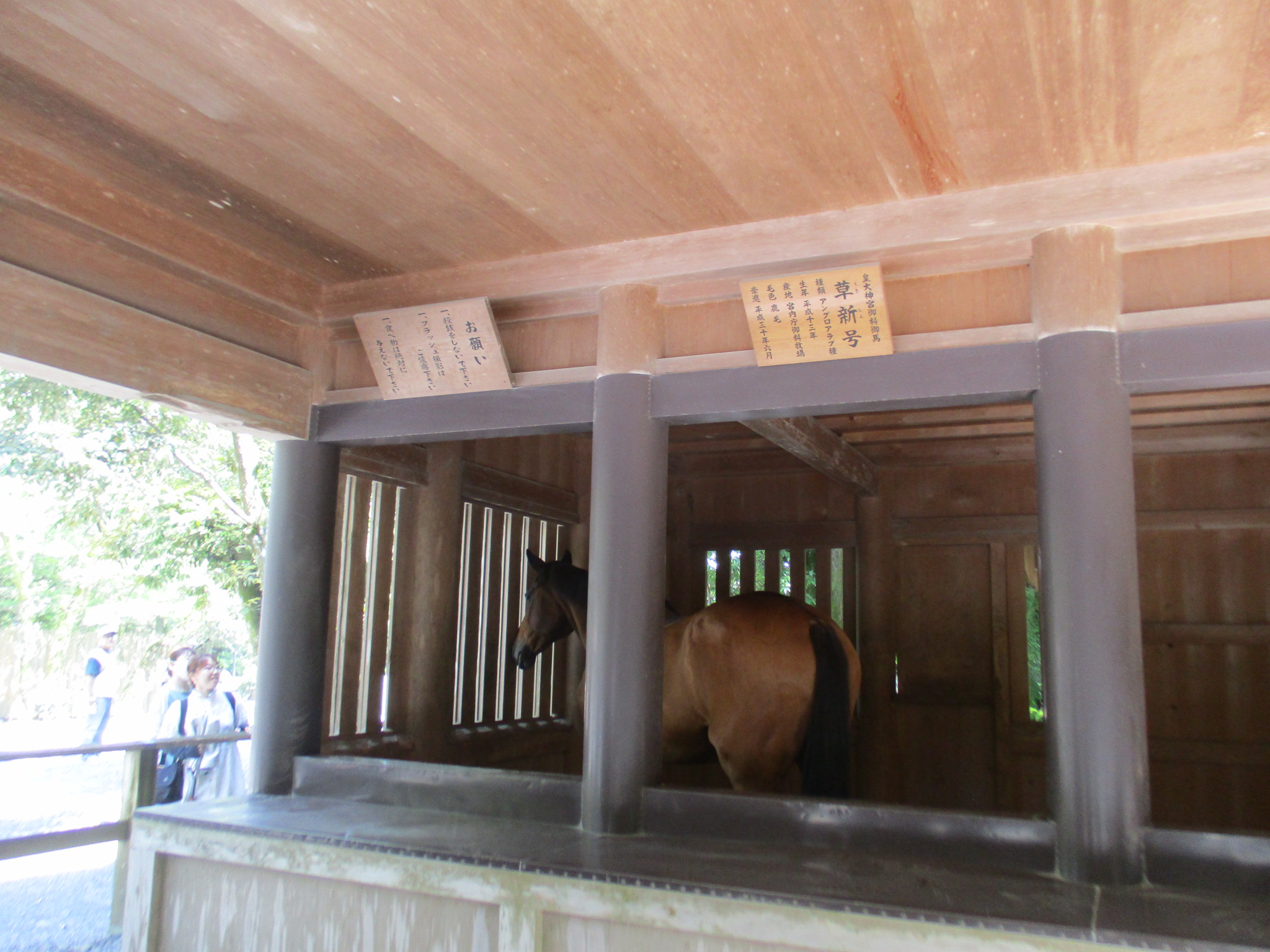 草新号
