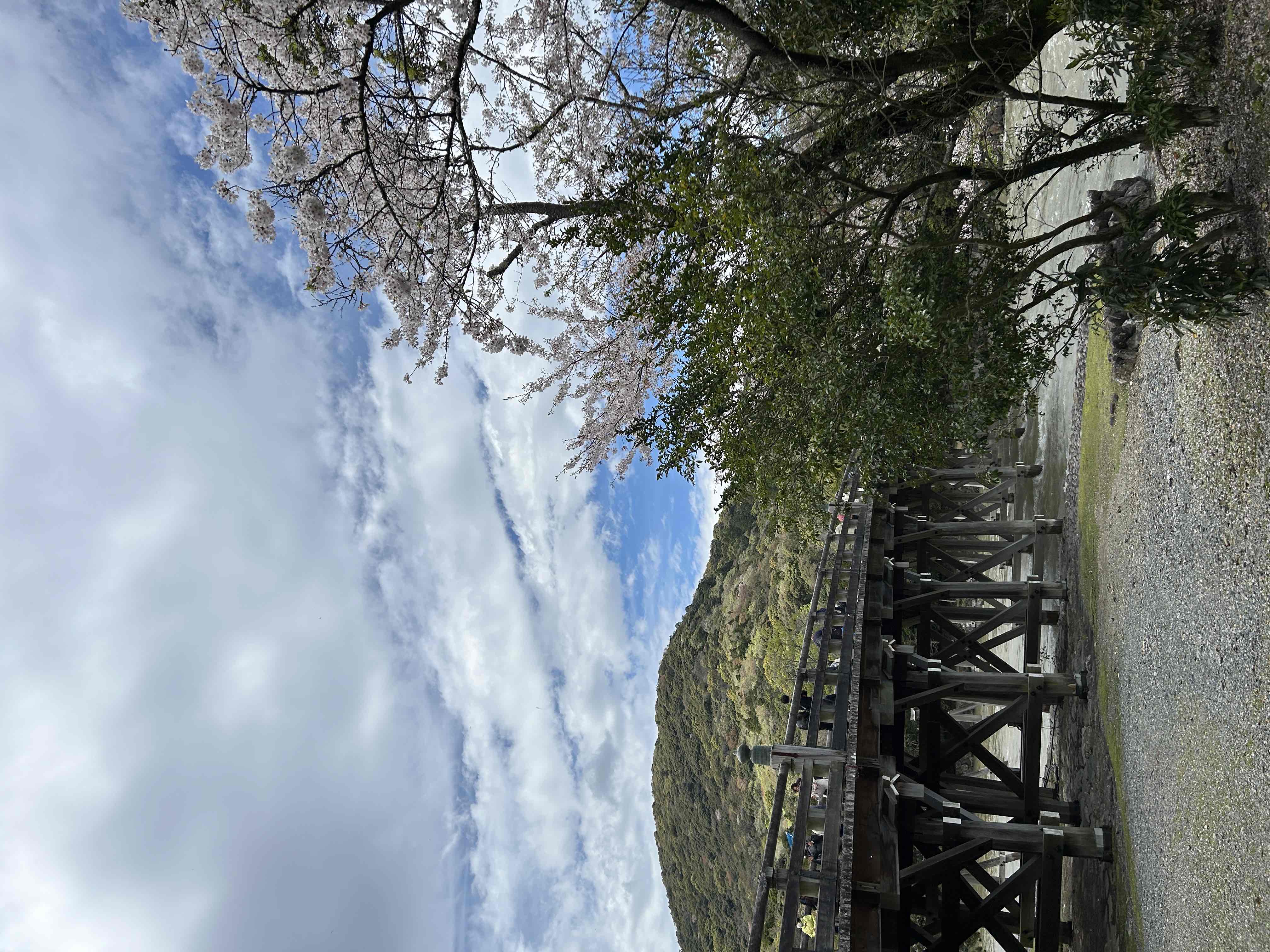 宇治橋桜