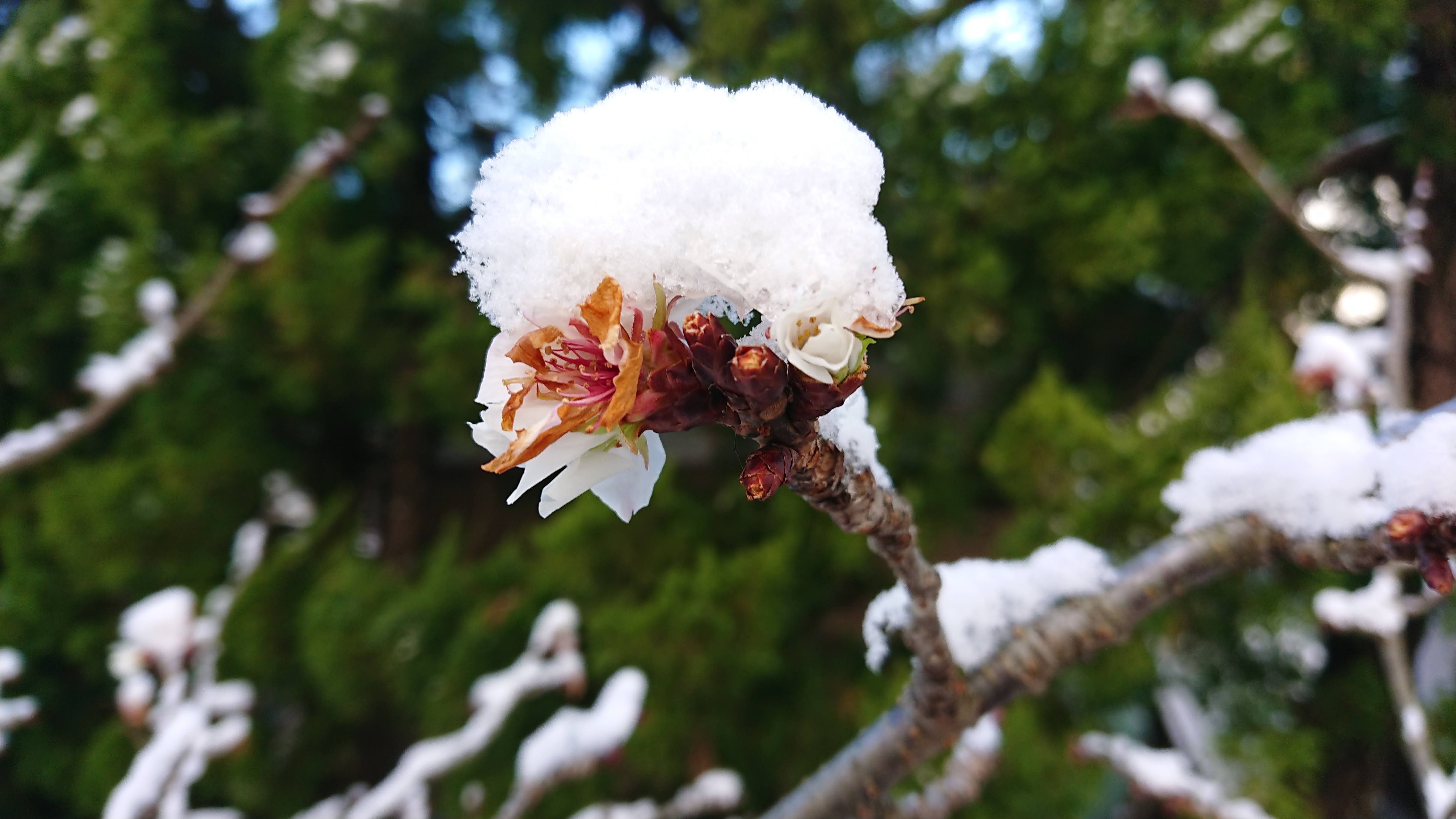 桜 雪