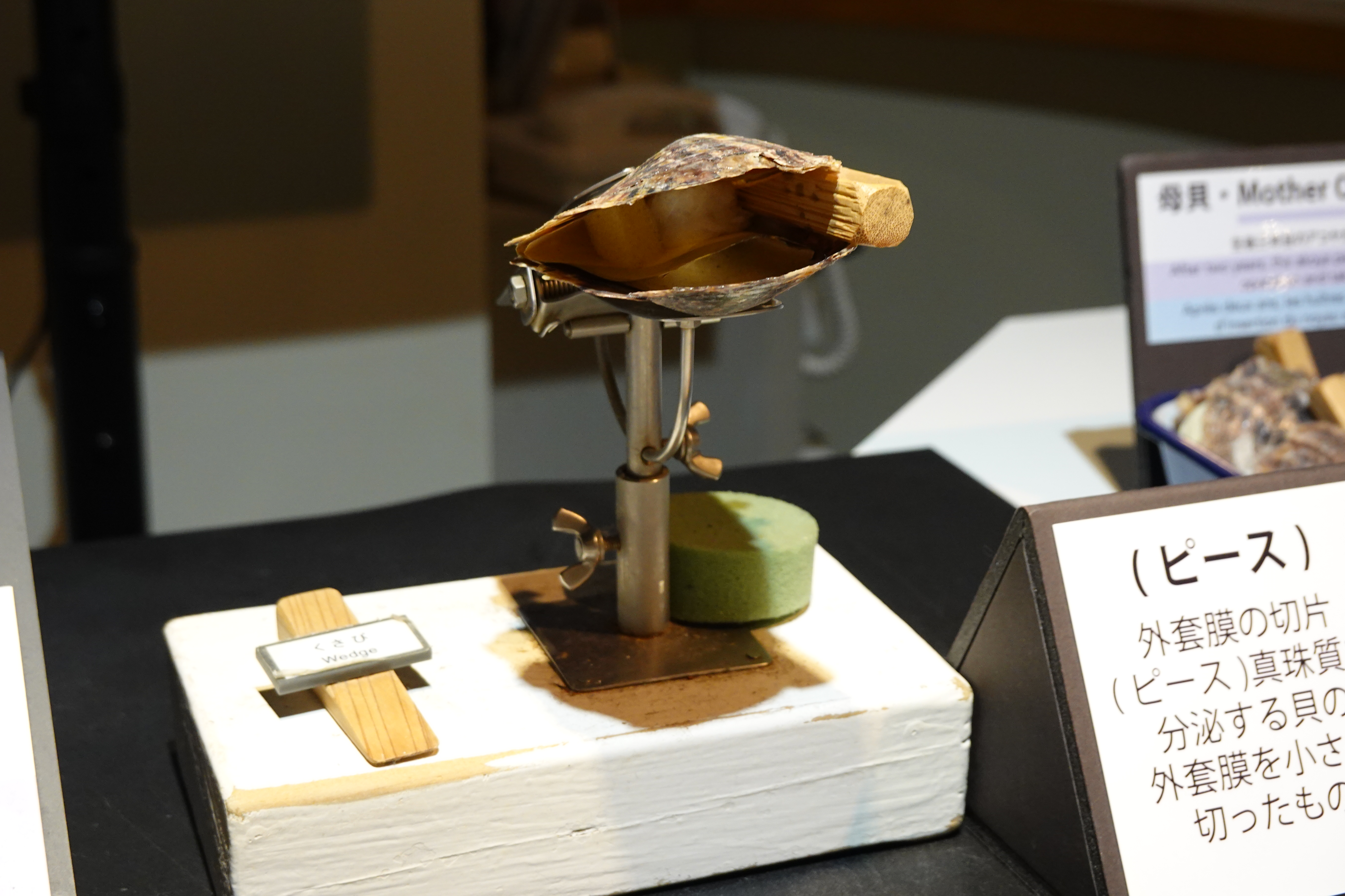 真珠展示各入れ