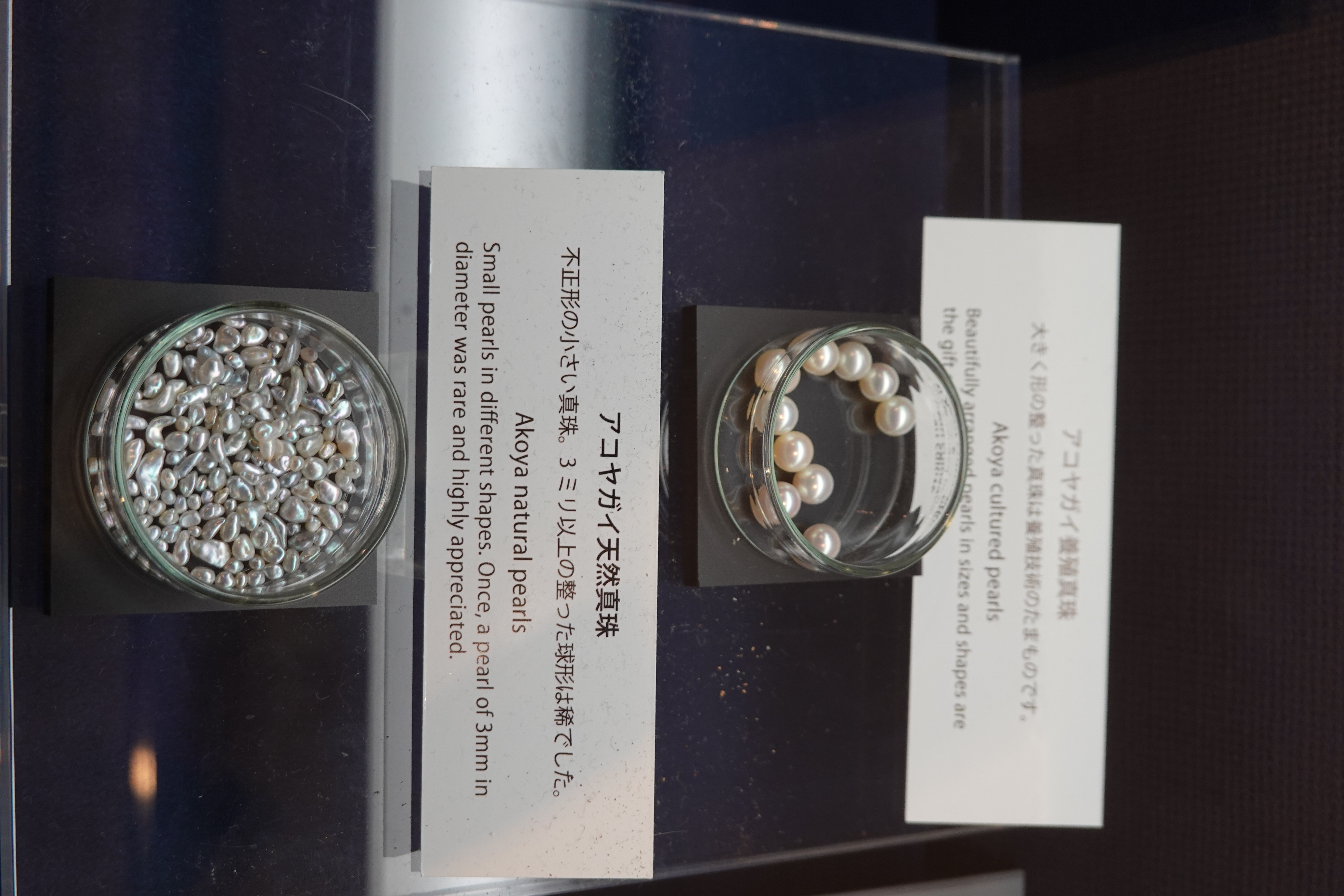 真珠展示4