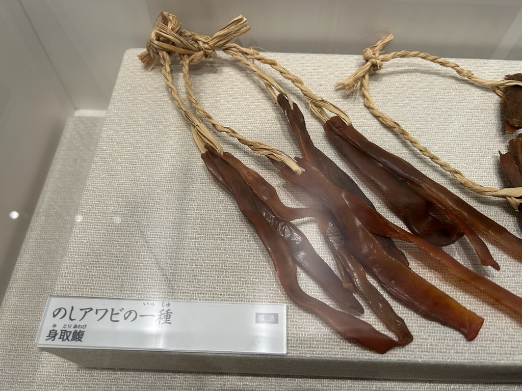 MieMu所蔵　アワビ２