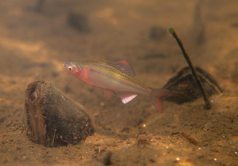 写真１　三重県のイチモンジタナゴ
