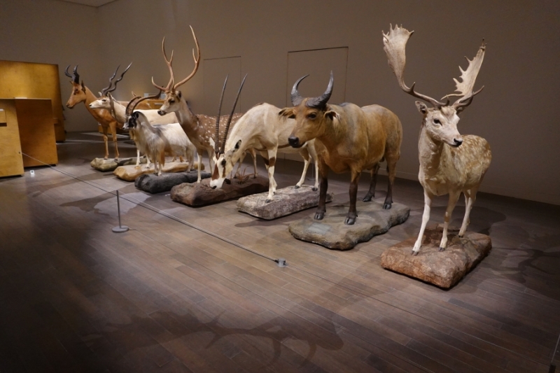 国立科学博物館所蔵 ヨシモトコレクション