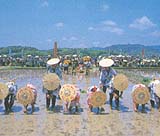 伊雑宮御田植祭