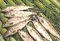 アユ・アマゴ（山間部）
