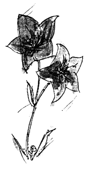 イラスト