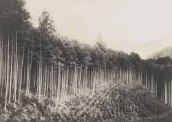 『三重県写真帖』に収録された檜山林