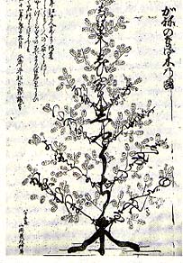 『かねのなる木乃図』（坂口　茂氏所蔵）