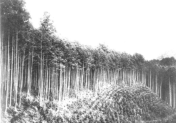 尾鷲地方の山林（１９１０年発行『三重県写真帖』より）