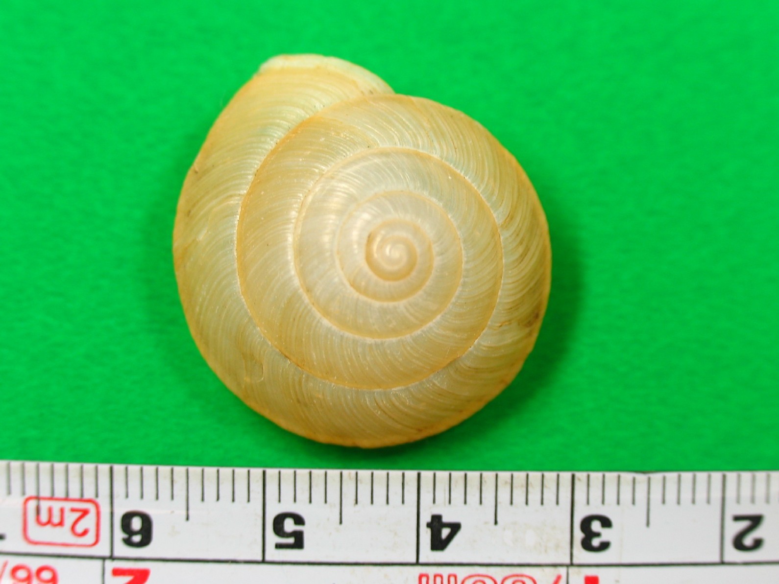 カナマルマイマイの貝殻標本（写真１）