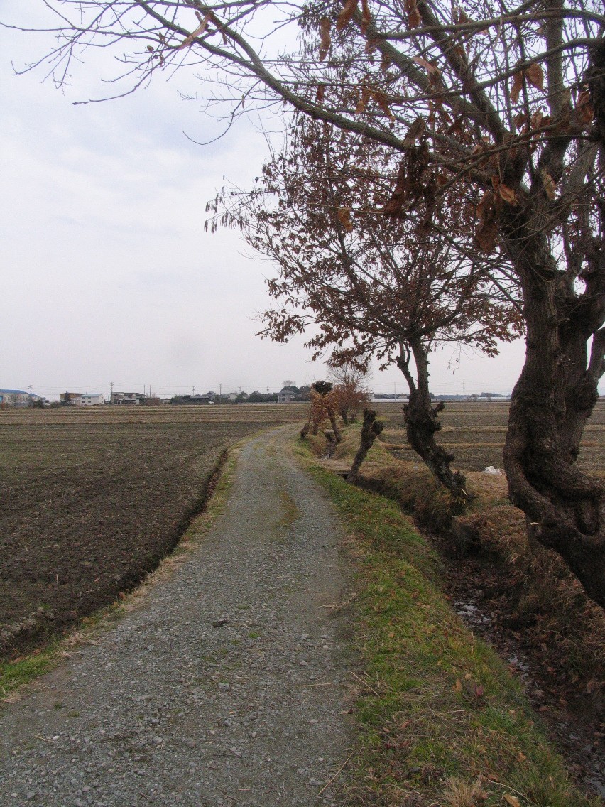 松阪市朝田町の田園風景