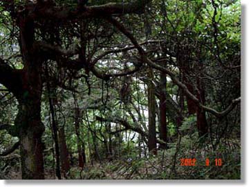 鈴鹿峠の古道