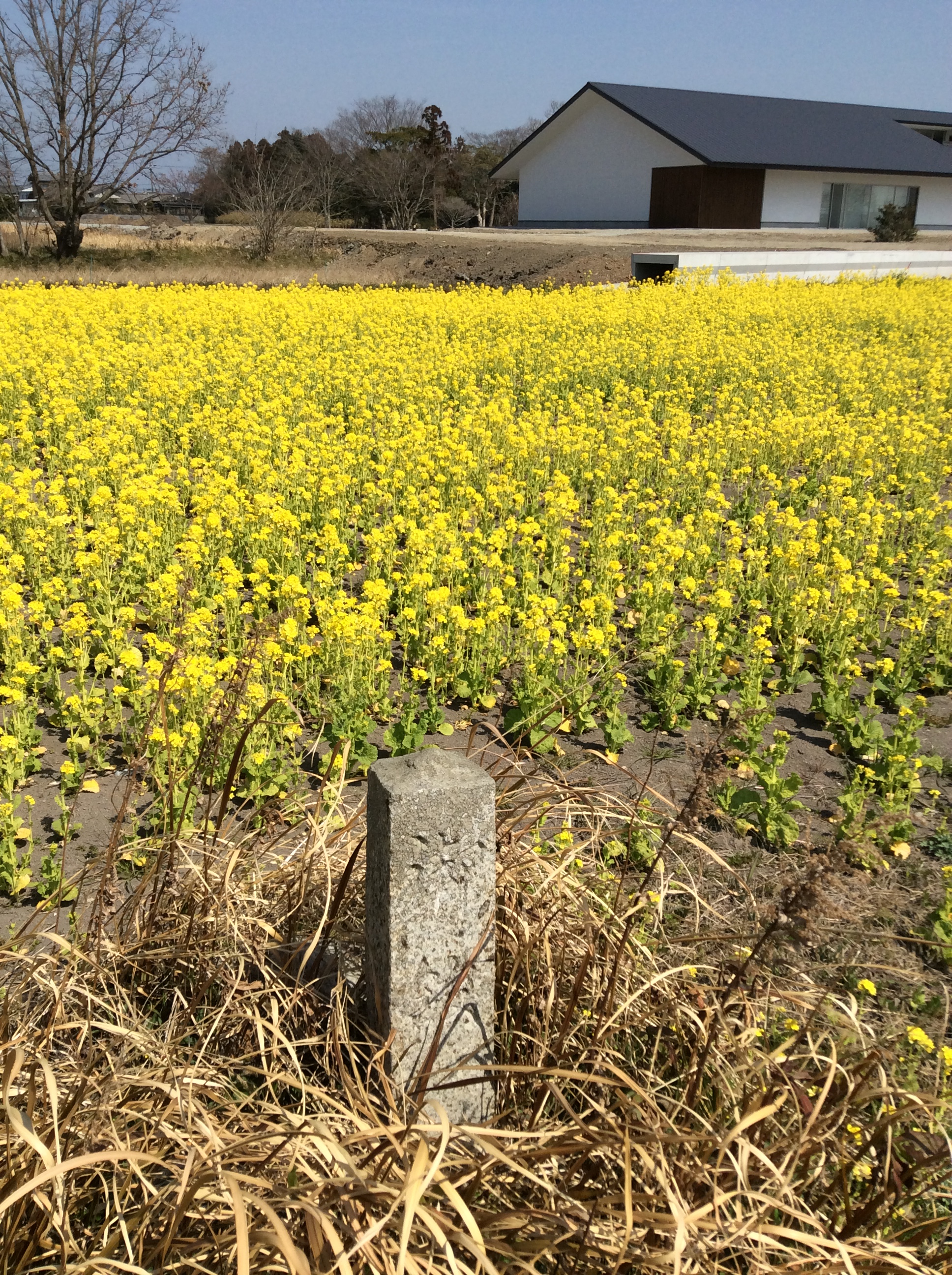 新発見の「御館」の碑