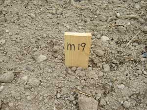 発掘調査の４メートル４メートルの小地区を表示する地区杭