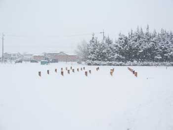 雪に埋まってしまいました。