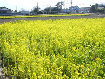 発掘現場近くの菜の花畑